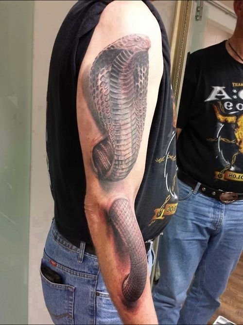 Massive King Cobra