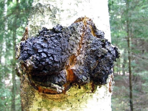 Chaga Mushrooms