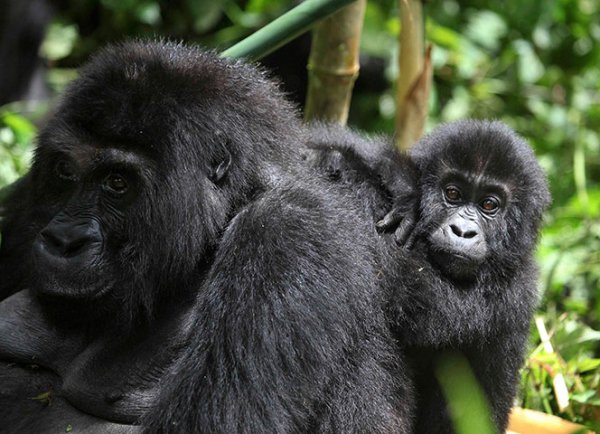 Kahuzi-Biega National Park, Democratic Republic of the Congo