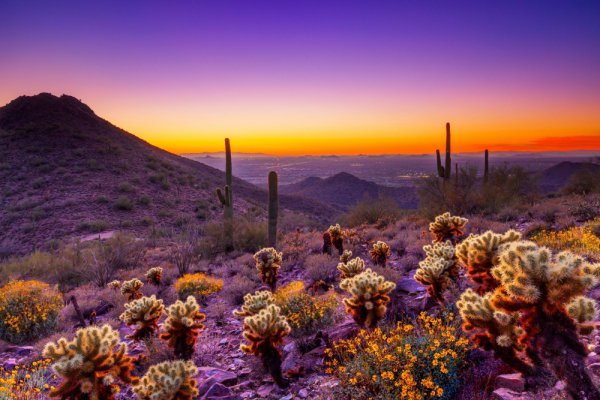 habitat, landform, natural environment, horizon, flower,