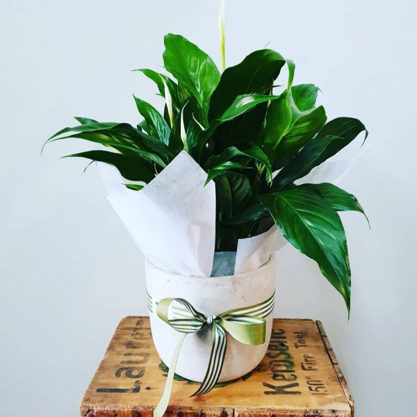 plant, flowerpot, leaf, vase, houseplant,