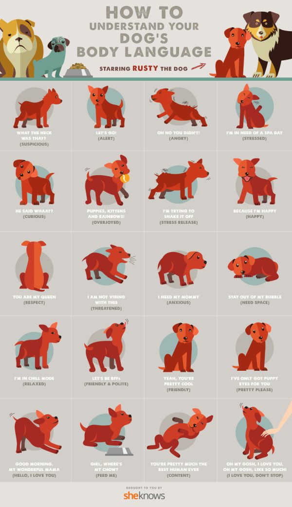 Dog's Body Language