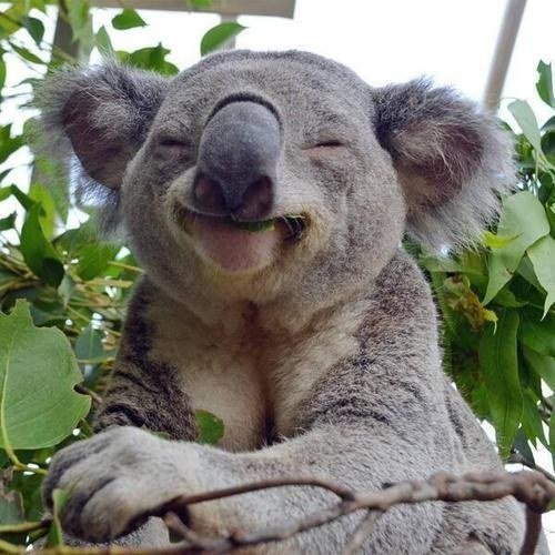 koala,mammal,marsupial,vertebrate,fauna,