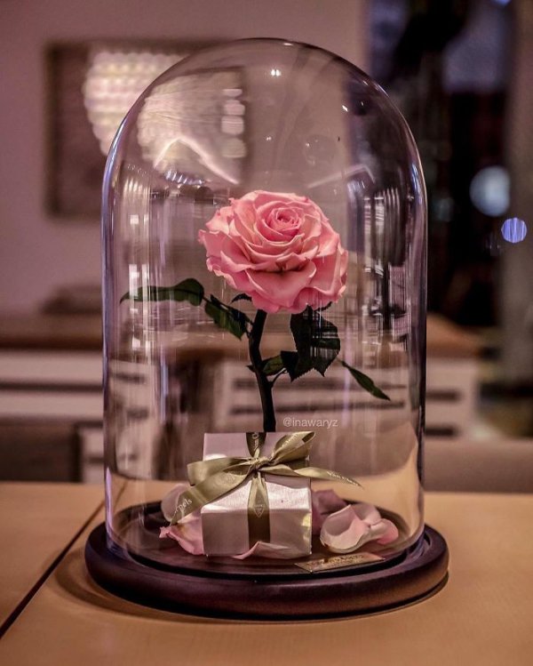 pink, centrepiece, glass, lighting, flower,