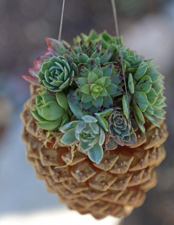 DIY Hanging Pine Cone Succulent Planter