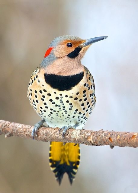 Northern Flicker