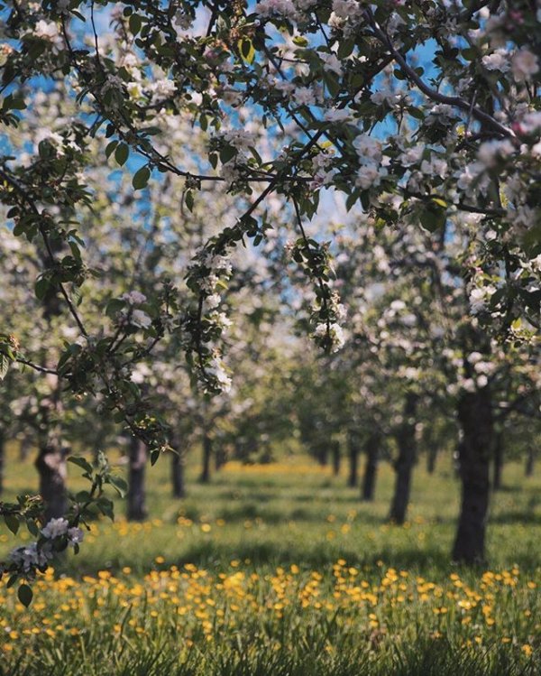 blossom, produce, plant, flower, spring,