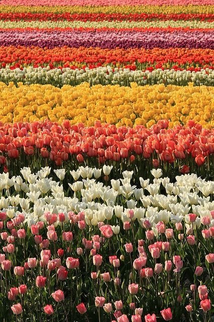 Tulips