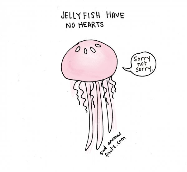 About Jellyfish