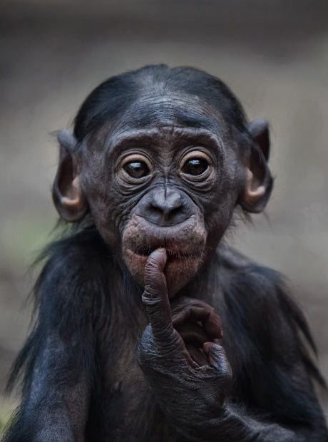 Bonobo Baby