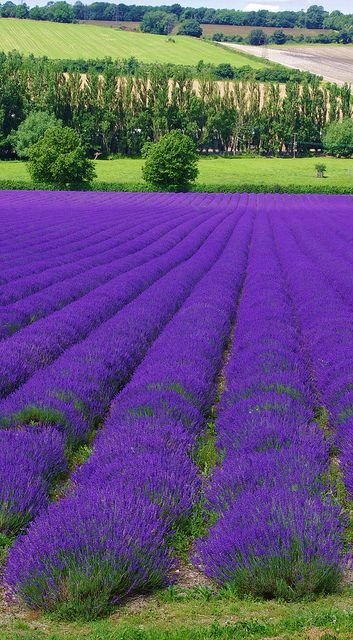 Lavender Farm