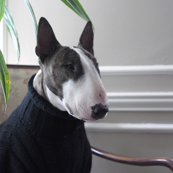 @nevillejacobs looks dashing in a turtleneck