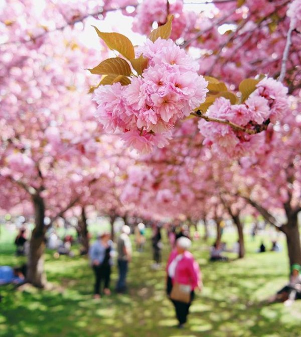 flower, cherry blossom, plant, blossom, food,