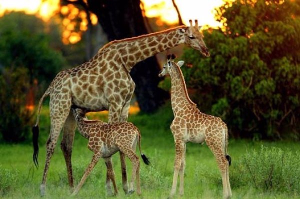 Go on a Safari in Botswana