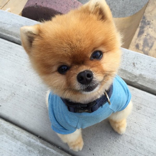 @jiffpom says Woof