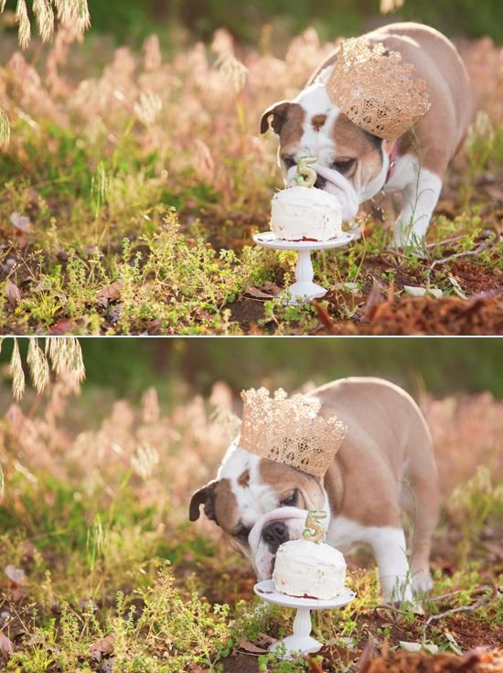 Absolutely Adorable Pet Photography Ideas for Your Next Photo Shoot