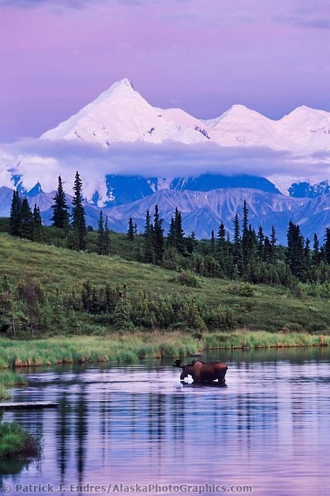 Bull Moose at Wonder Lake