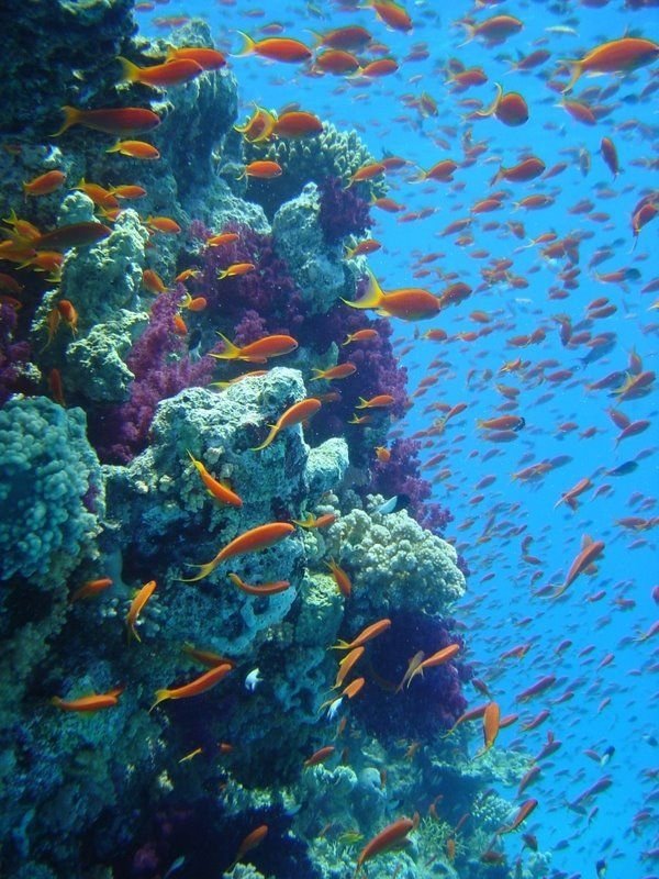 Great Barrier Reef