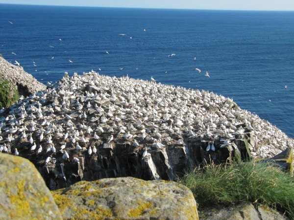 Cape St. Mary Ecological Reserve