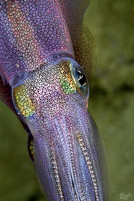 A Squid