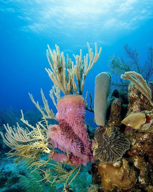 Roatán Coral Reef