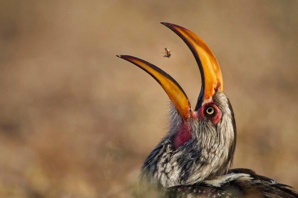 bird, beak, vertebrate, wildlife, fauna,