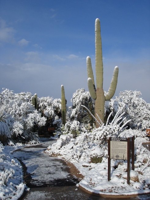 Sagauro National Park, Arizona