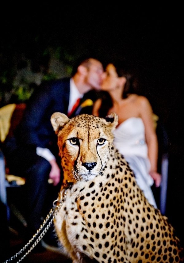 Zoo Wedding