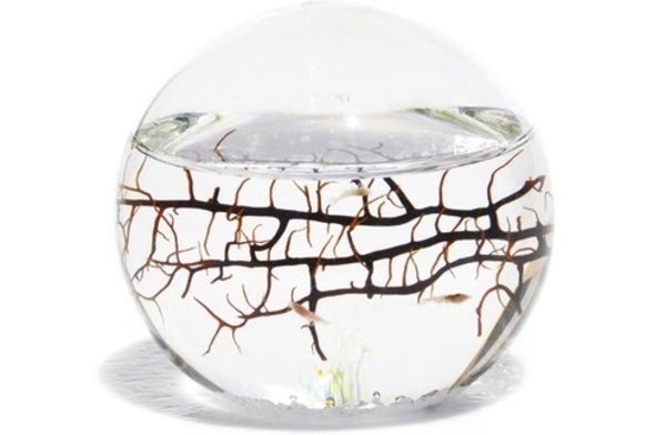 Closed Aquatic Ecosystem, Sphere