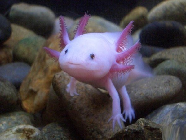 Axolotls