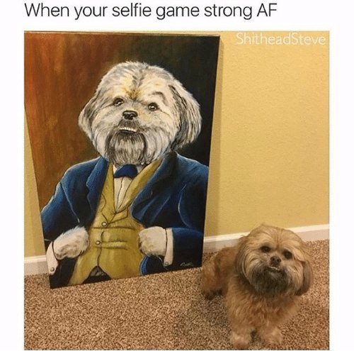 lhasa apso, presentation, When, your, selfie,