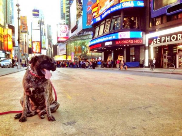 Enjoy the Sights and Sounds of Times Square