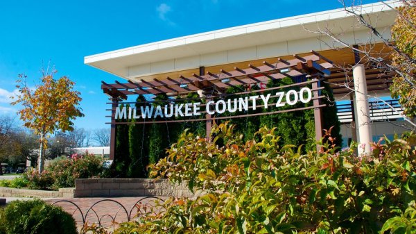 Roar with Lion Cubs at Milwaukee County Zoo