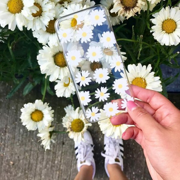 flower, daisy, cut flowers, daisy, plant,