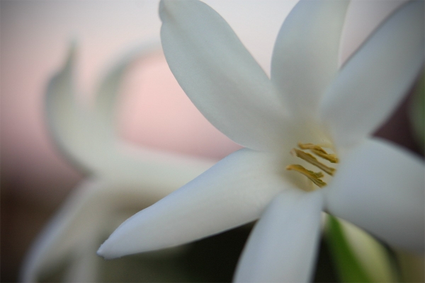 Tuberose