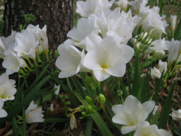 Freesia