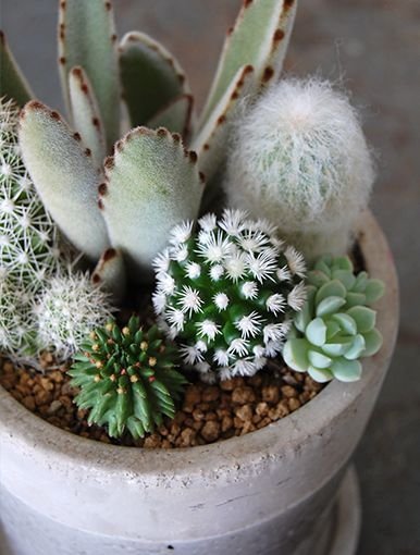 plant,cactus,flora,botany,hedgehog cactus,