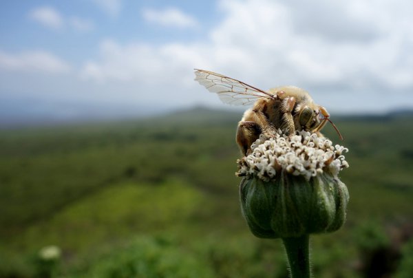nature, insect, green, flora, fauna,