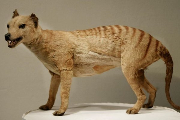 Does the Tasmanian Tiger Still Exist?