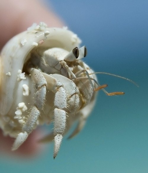 Hermit Crab