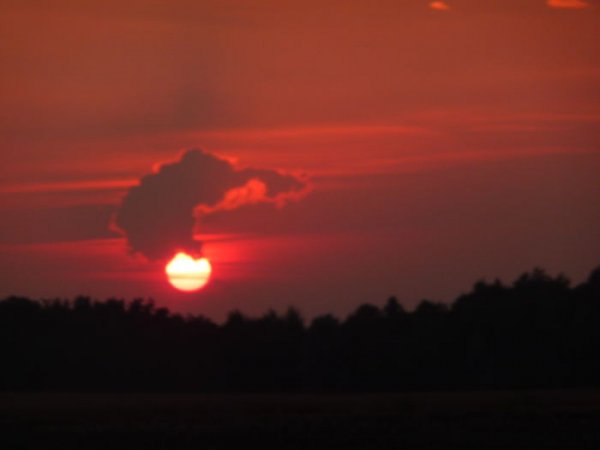 Elephant Sat on the Sun