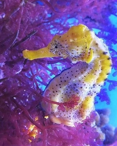 Sea Horse