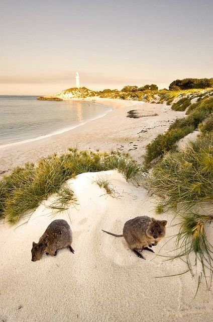 Rottnest Island, Western Australia