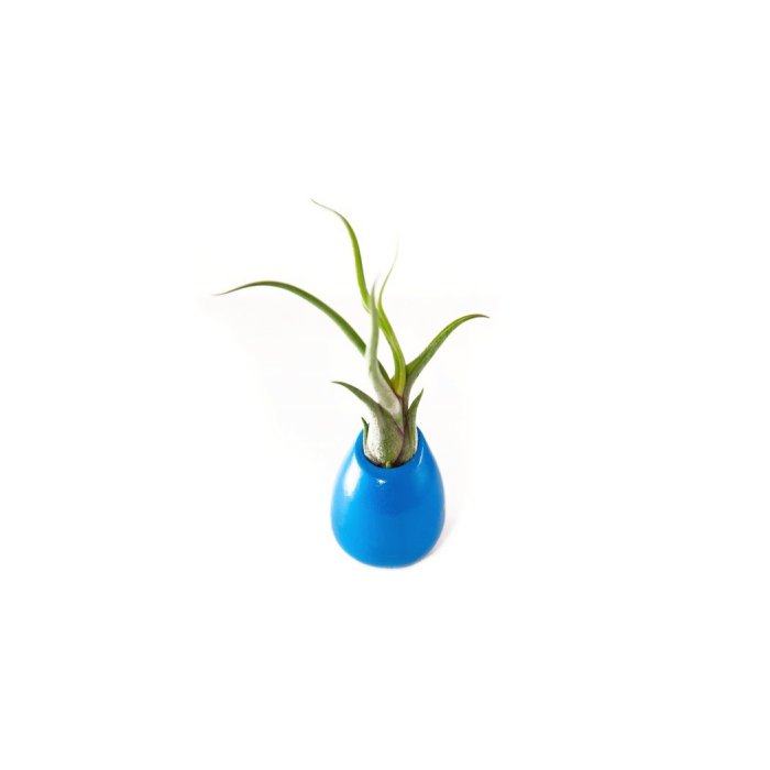 Hinterland Trading Medusa Air Plant in Ceramic Vase