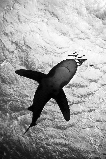 Oceanic Whitetip Shark
