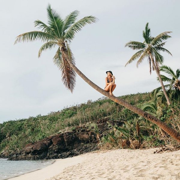 plant, vacation, tree, sea, palm family,