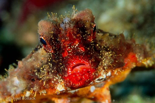 Roughback Batfish