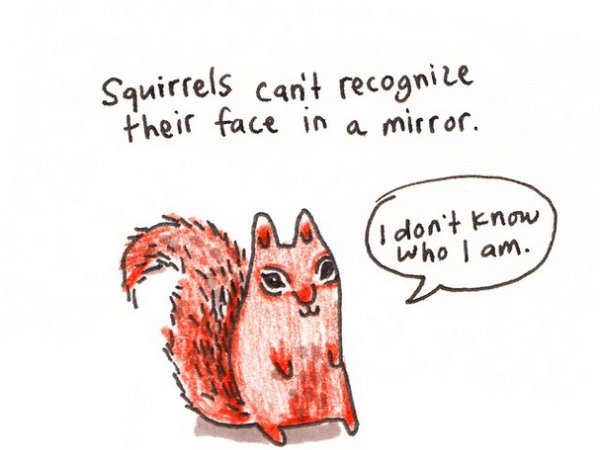 About Squirrels