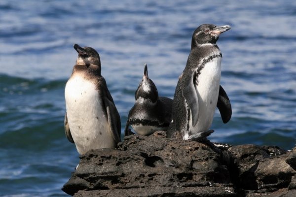 Galápagos Penguin