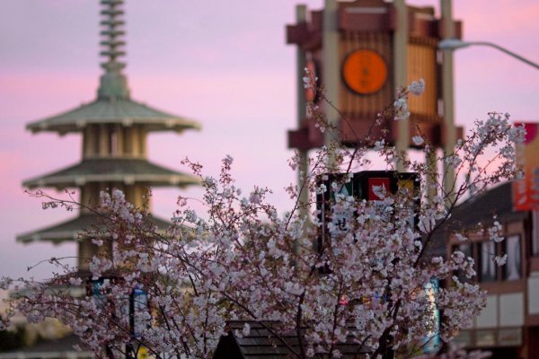 Northern California Cherry Blossom Festival, San Francisco, USA